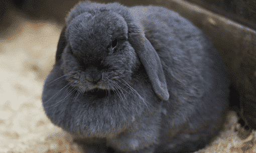 Overweight Rabbit